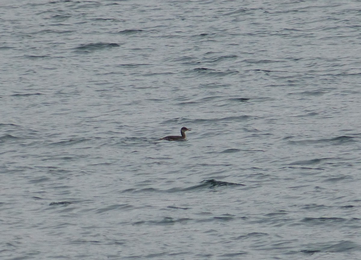 Red-necked Grebe - ML135316431