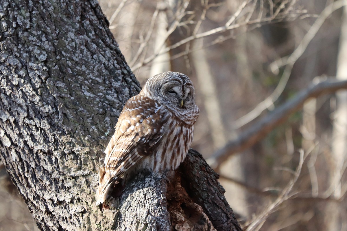 Barred Owl - ML135319061