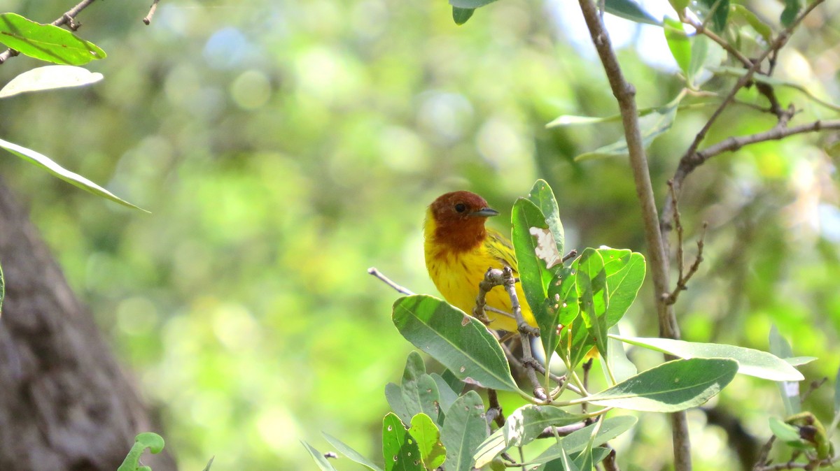 Yellow Warbler (Mangrove) - Andrew Cameron