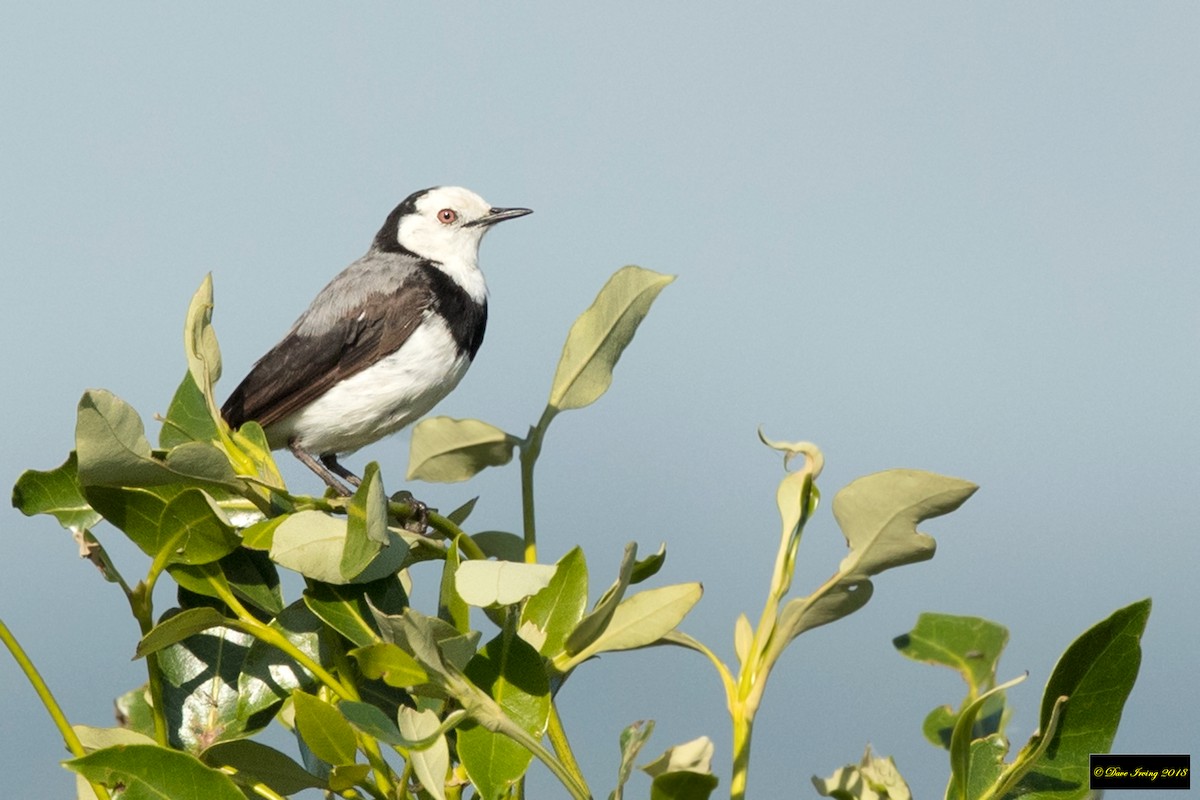 White-fronted Chat - ML135320821
