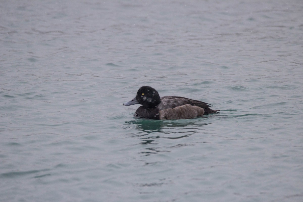 Greater Scaup - Tom Lally