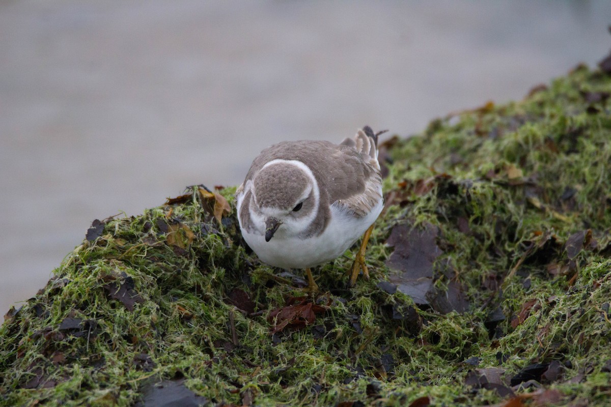 Piping Plover - Tom Lally