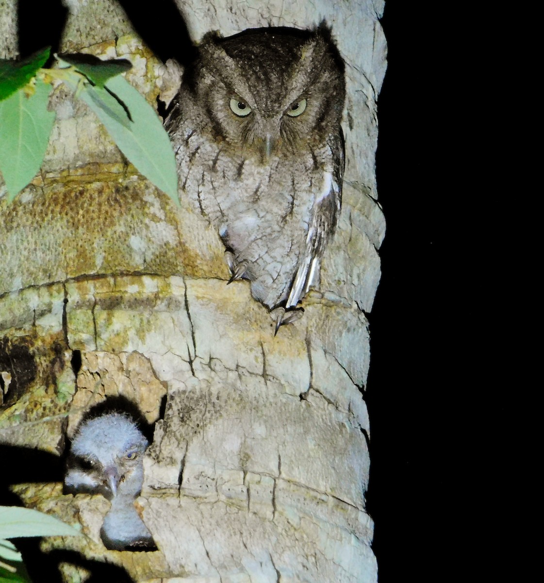 Middle American Screech-Owl - ML135324811
