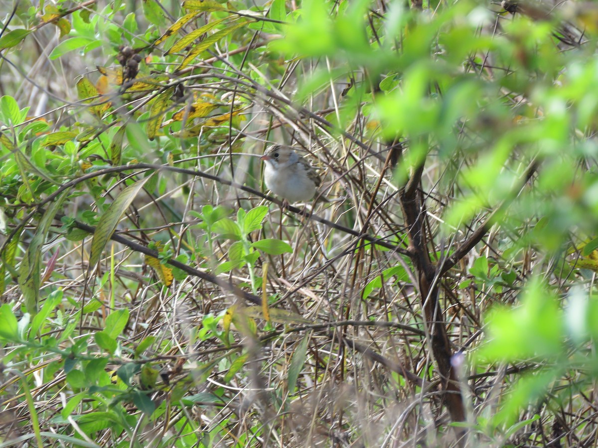 Clay-colored Sparrow - ML135325151