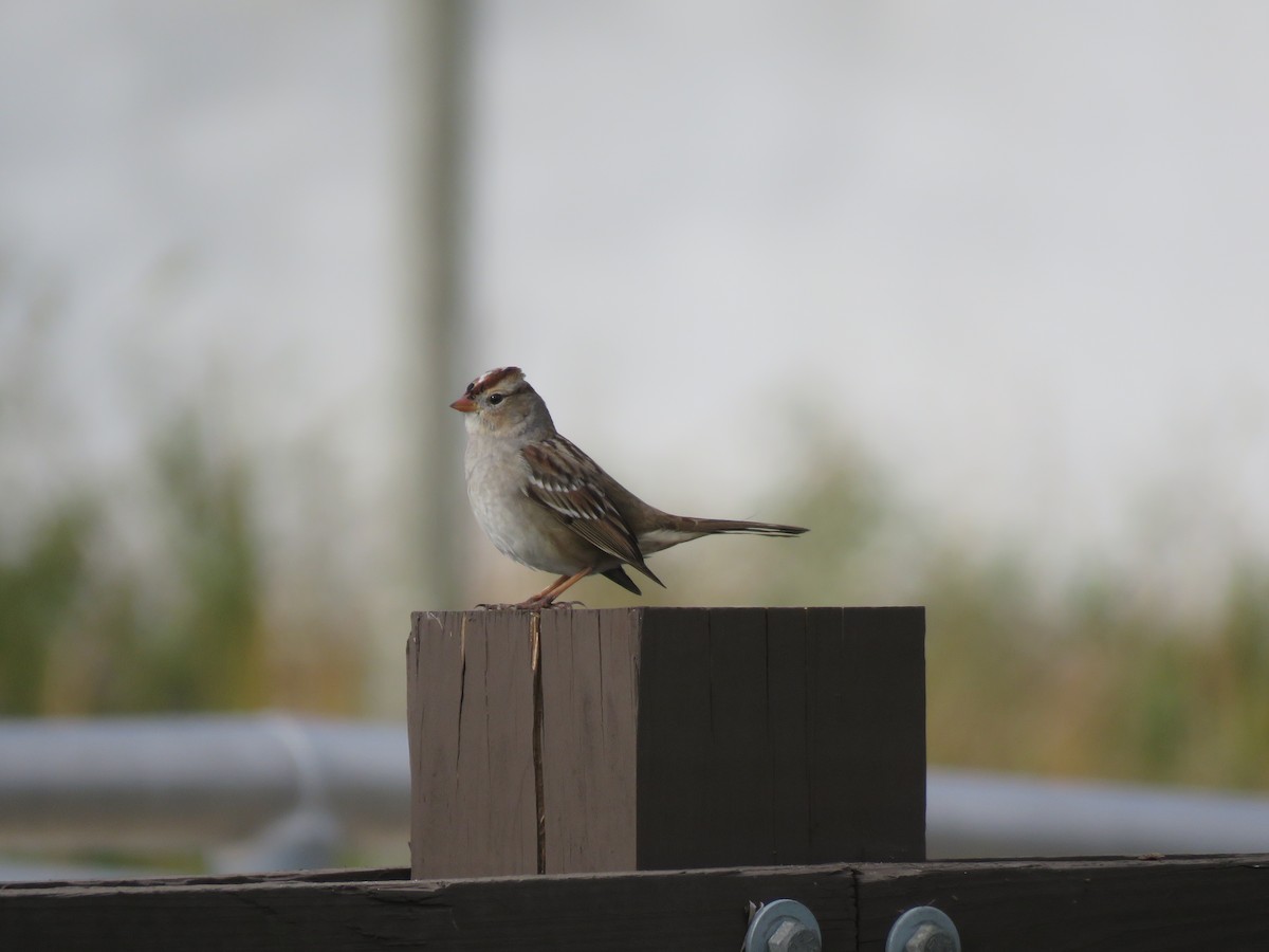 White-crowned Sparrow - ML135325161
