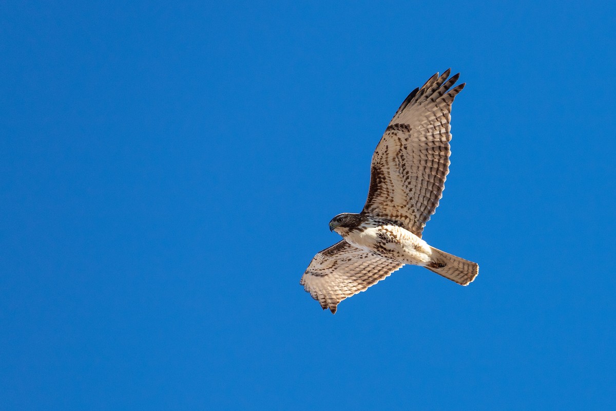 Red-tailed Hawk - ML135326771
