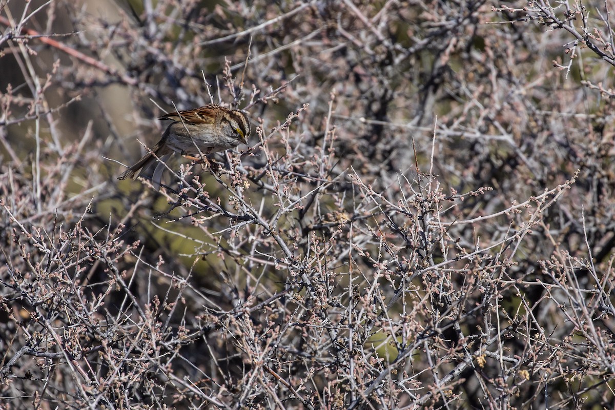 White-throated Sparrow - ML135326991