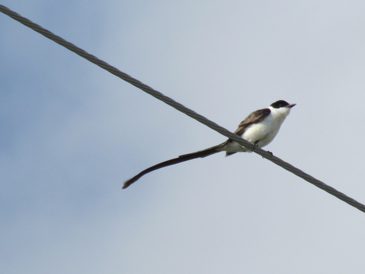 Fork-tailed Flycatcher - ML135327551