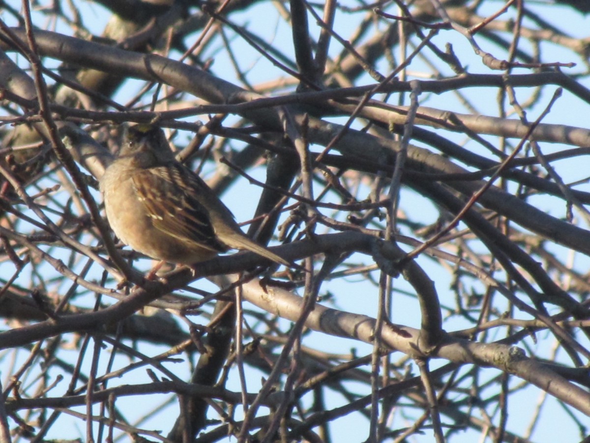 Golden-crowned Sparrow - ML135328331