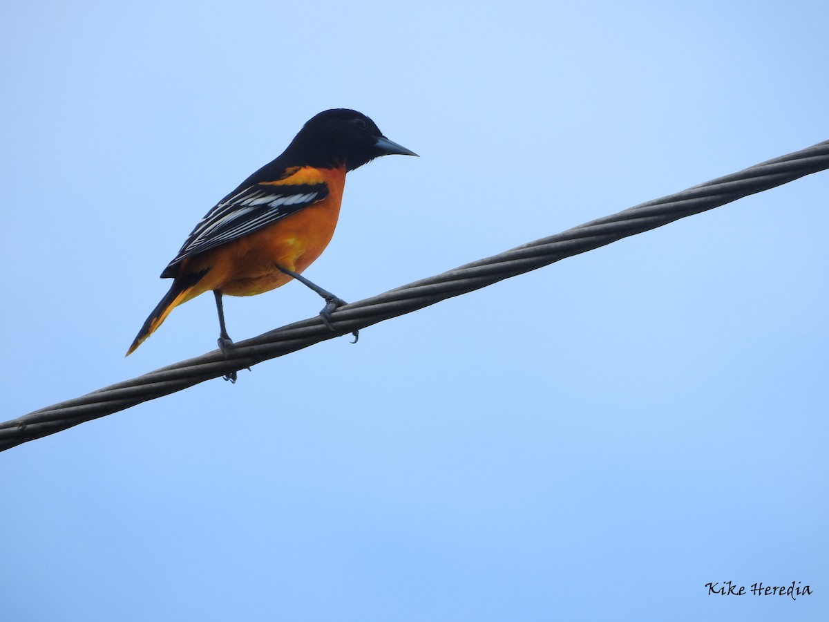 Baltimore Oriole - Enrique Heredia (Birding Tours)