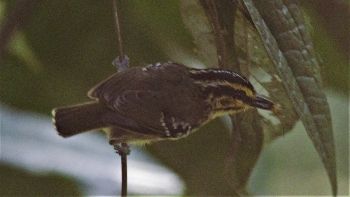 Yellow-browed Antbird - Rick Folkening