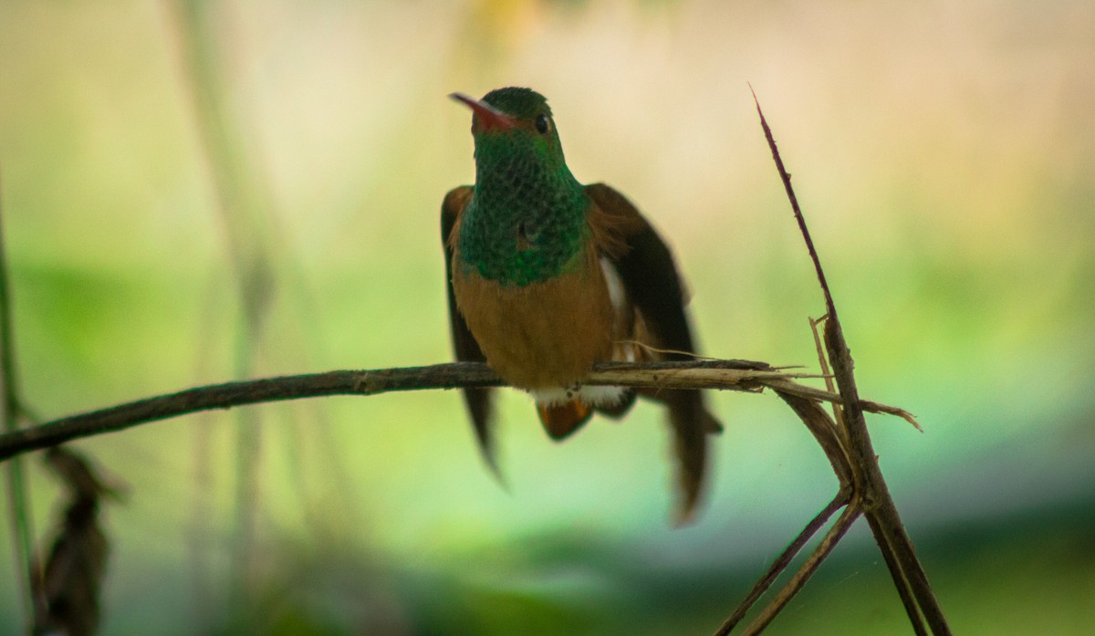 Buff-bellied Hummingbird - Enrique Heredia (Birding Tours)