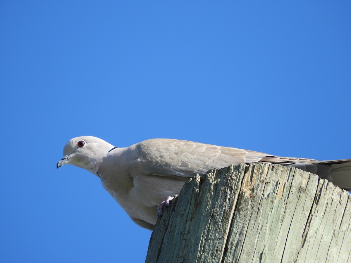 Eurasian Collared-Dove - carol villeneuve