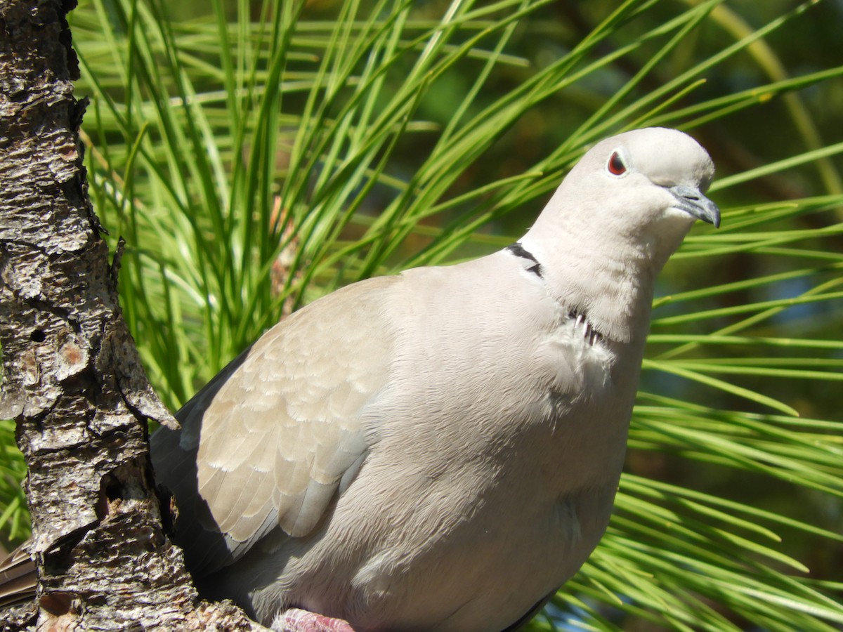 Eurasian Collared-Dove - carol villeneuve