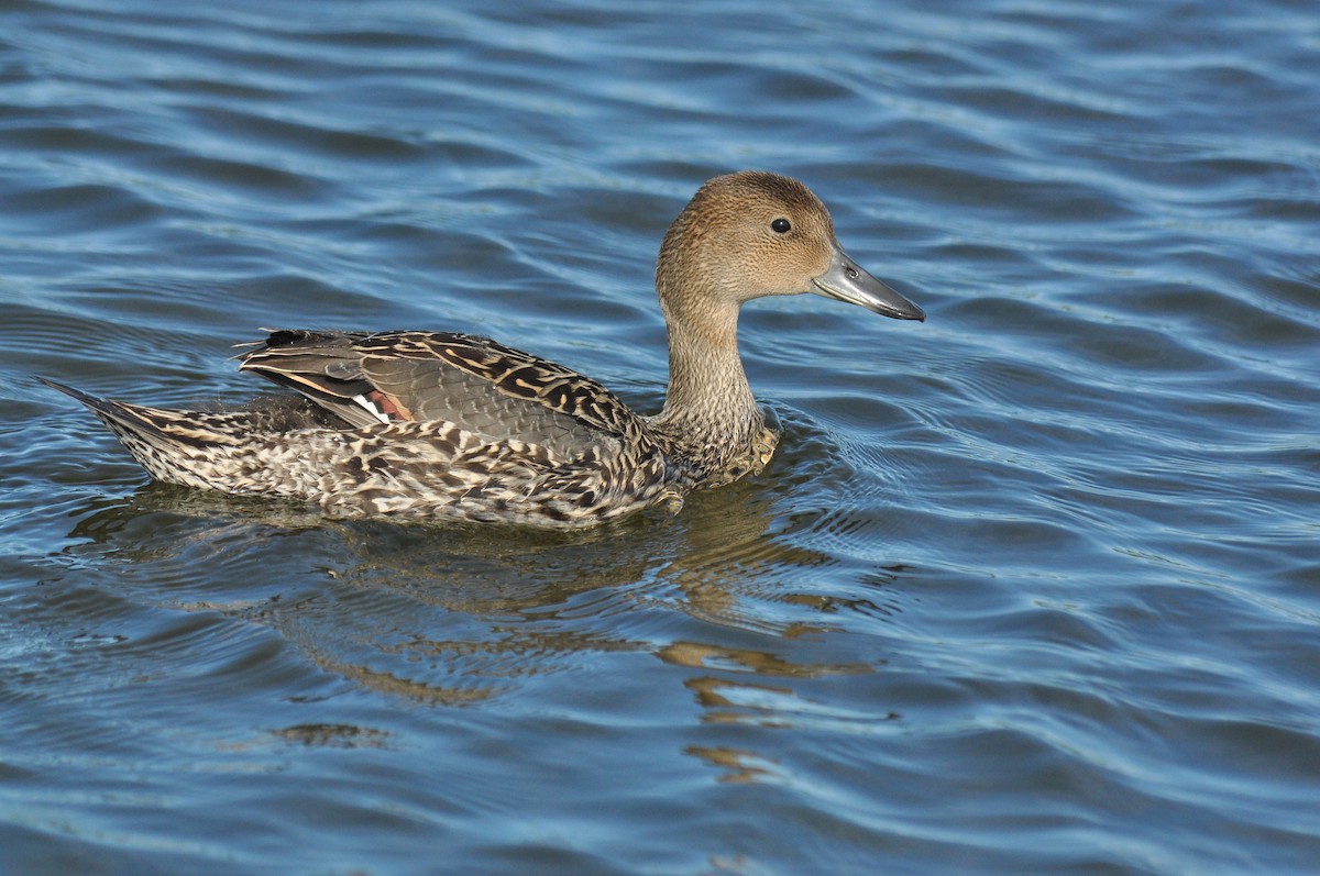 Northern Pintail - Ryan O'Donnell