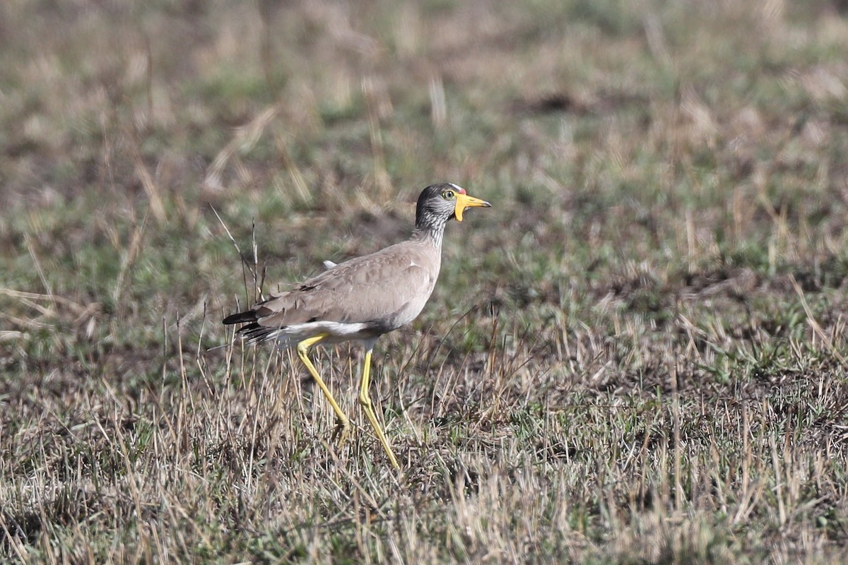 Wattled Lapwing - Ting-Wei (廷維) HUNG (洪)