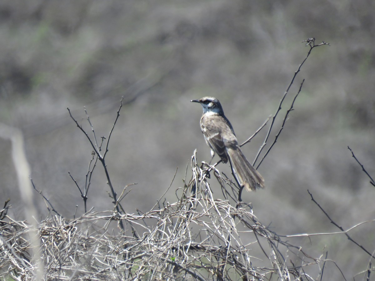 Long-tailed Mockingbird - Edison🦉 Ocaña
