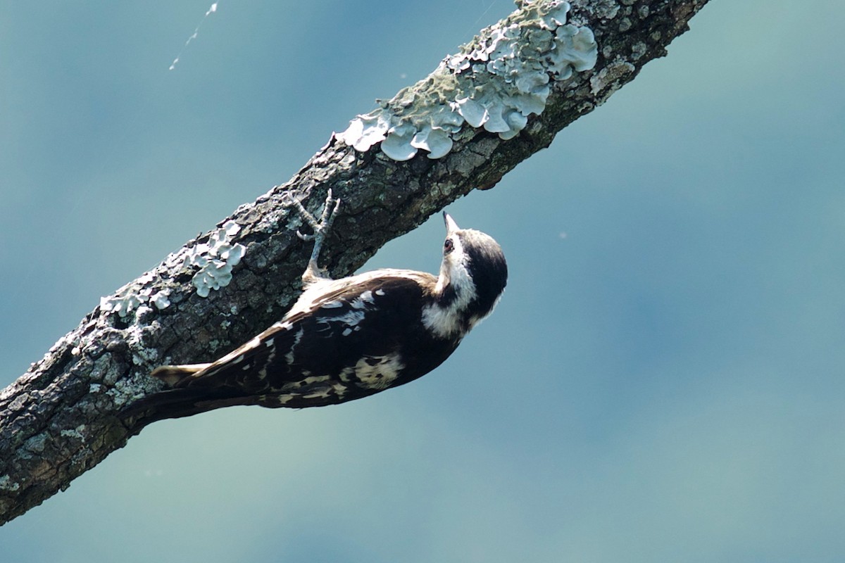 Gray-capped Pygmy Woodpecker - Qin Huang