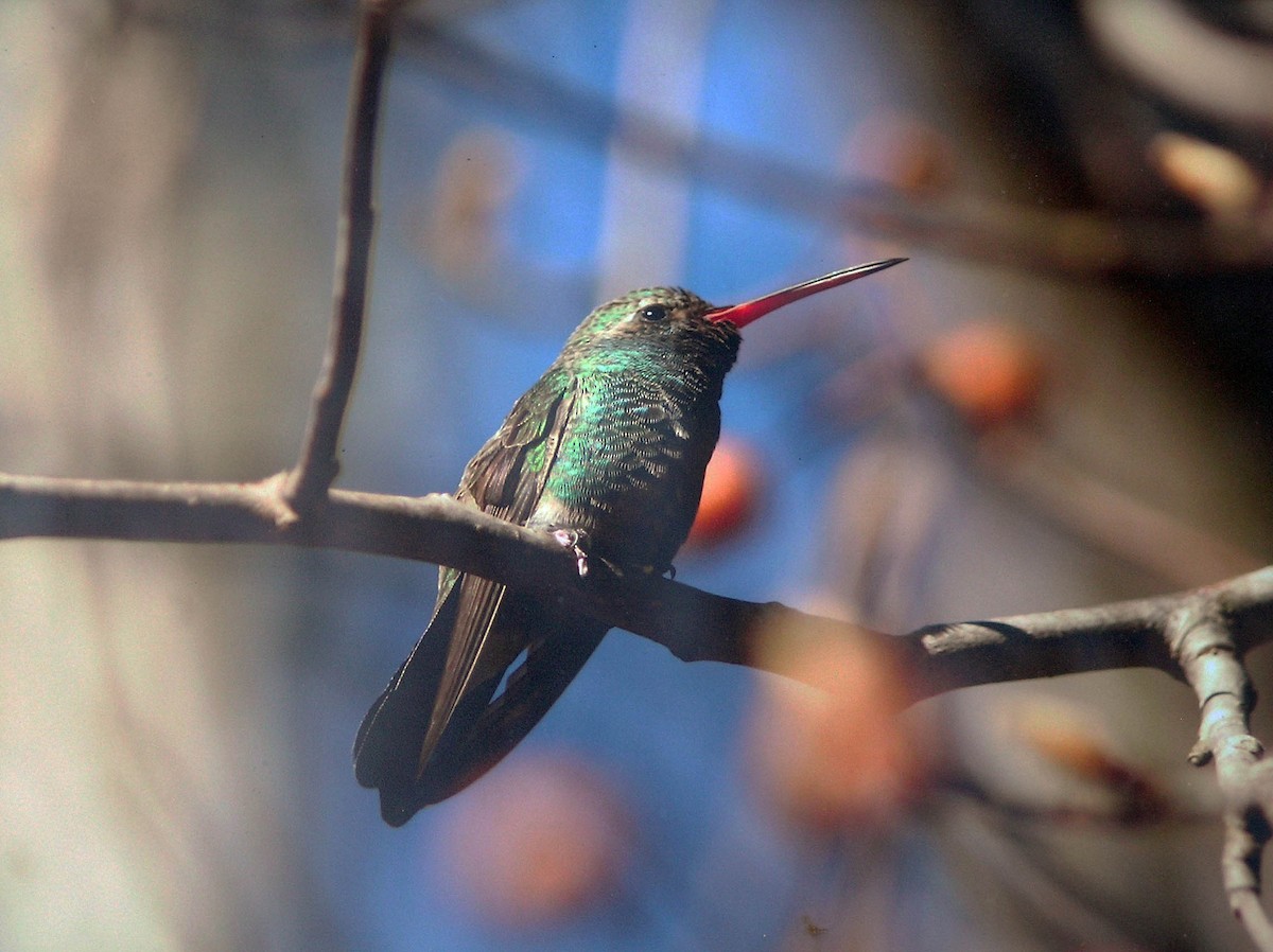 Broad-billed Hummingbird - Cindy Franklin
