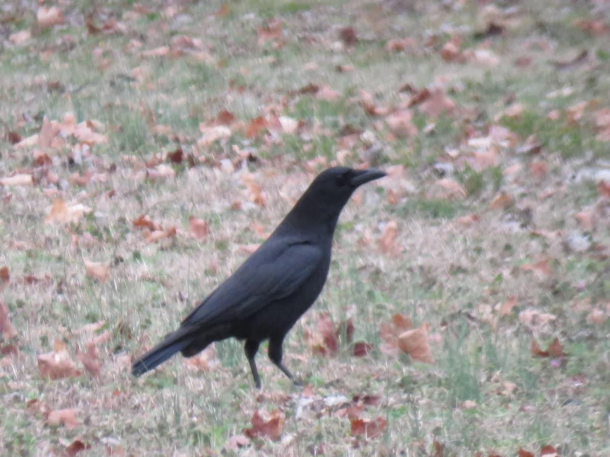 American Crow - Alan  Troyer