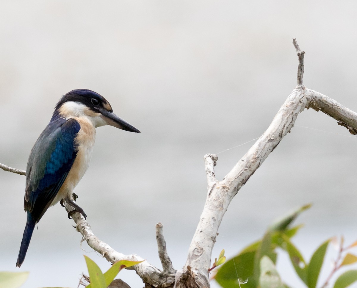 Forest Kingfisher - ML135340911