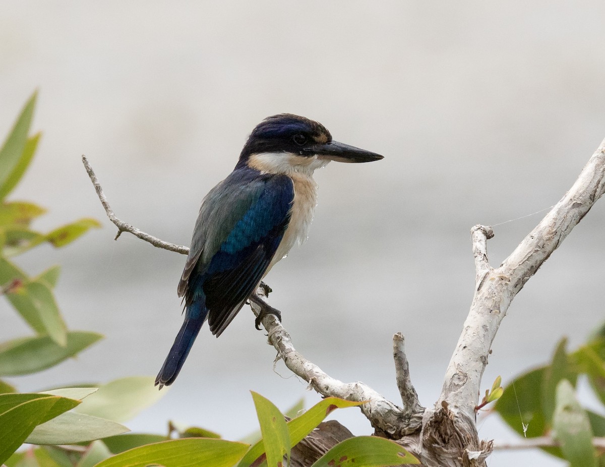 Forest Kingfisher - ML135340931