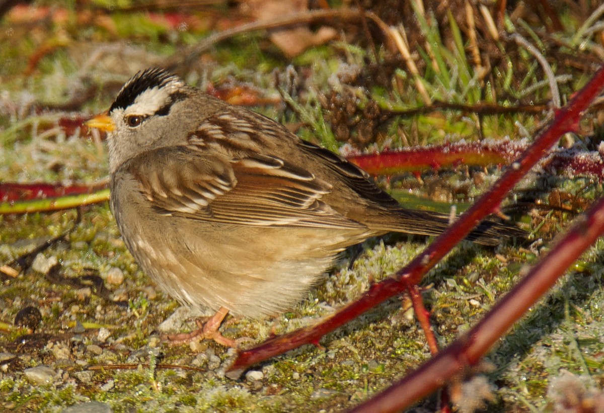 White-crowned Sparrow - Brian Avent