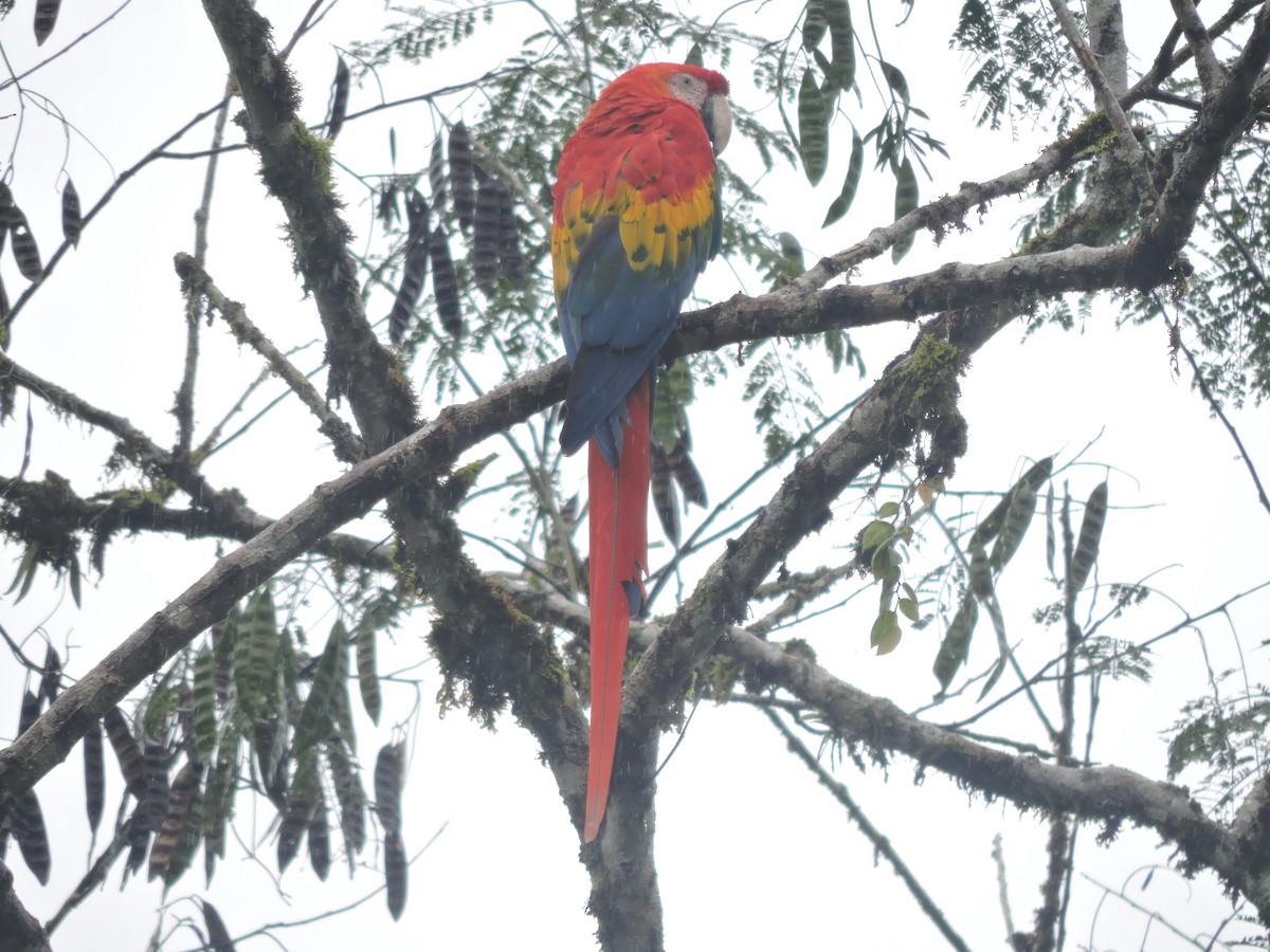 Scarlet Macaw - ML135341451