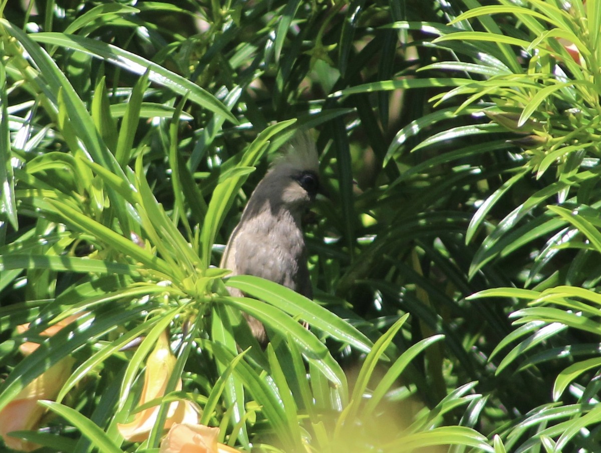 Speckled Mousebird - ML135342031
