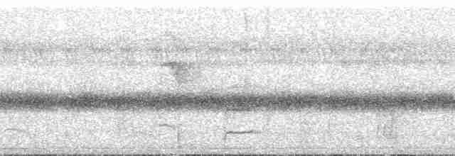 Çift Şeritli Taçlı Tiran - ML135343