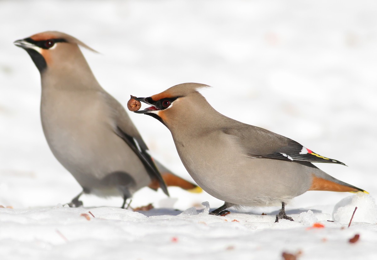 Bohemian Waxwing - Andy Eckerson