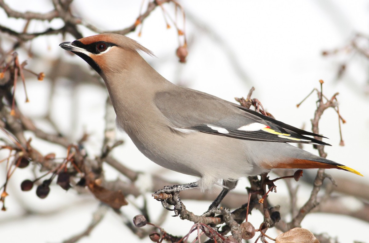 Bohemian Waxwing - Andy Eckerson