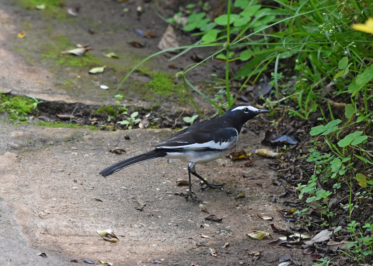 White-browed Wagtail - ML135345201