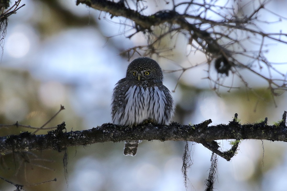 Northern Pygmy-Owl - Russ Morgan