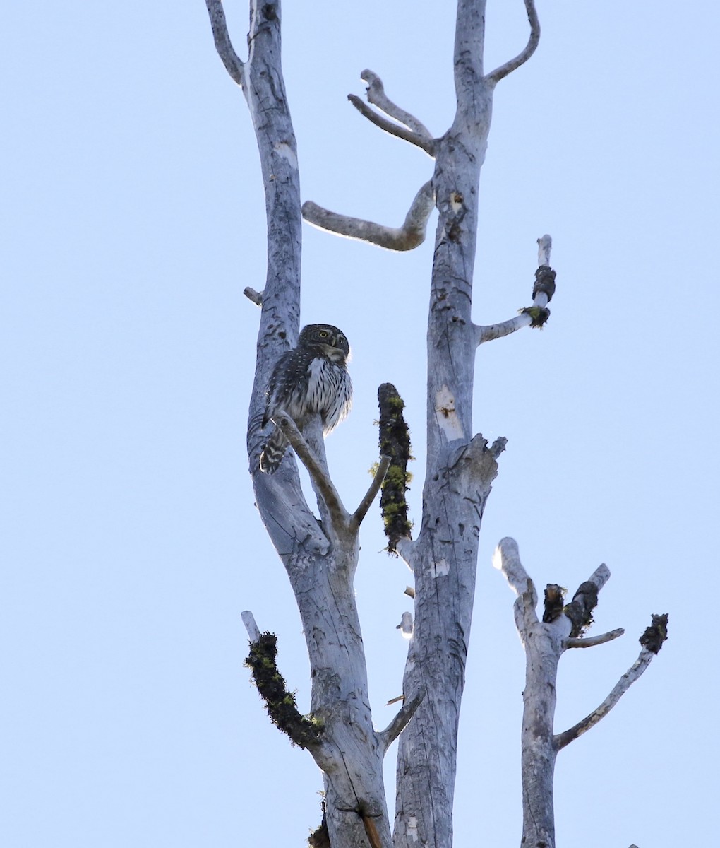 Northern Pygmy-Owl - ML135345951