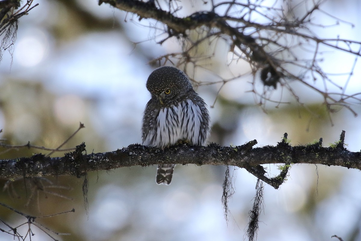 Northern Pygmy-Owl - ML135346011