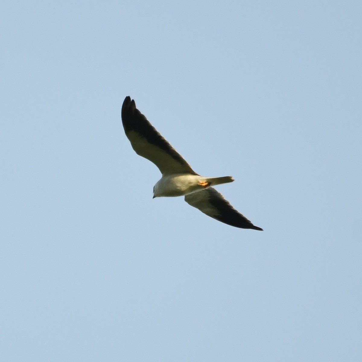 Black-winged Kite - Stuart Campbell