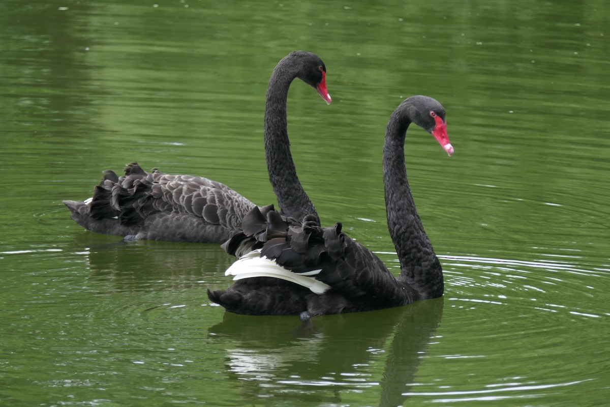 Black Swan - Jim Kirker