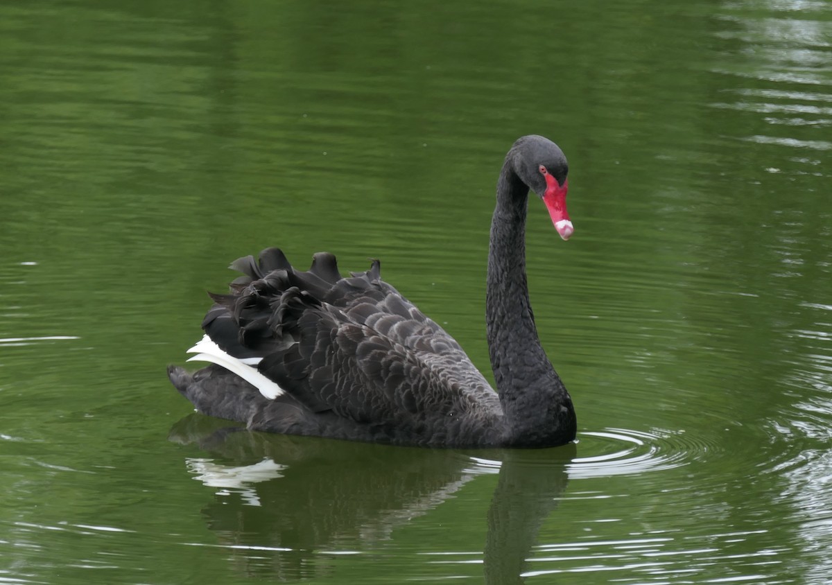 Black Swan - ML135350061