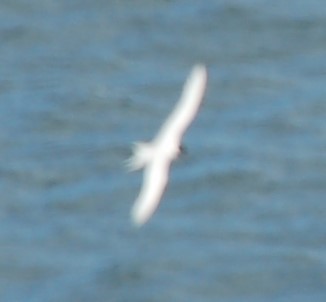 White-fronted Tern - ML135352181