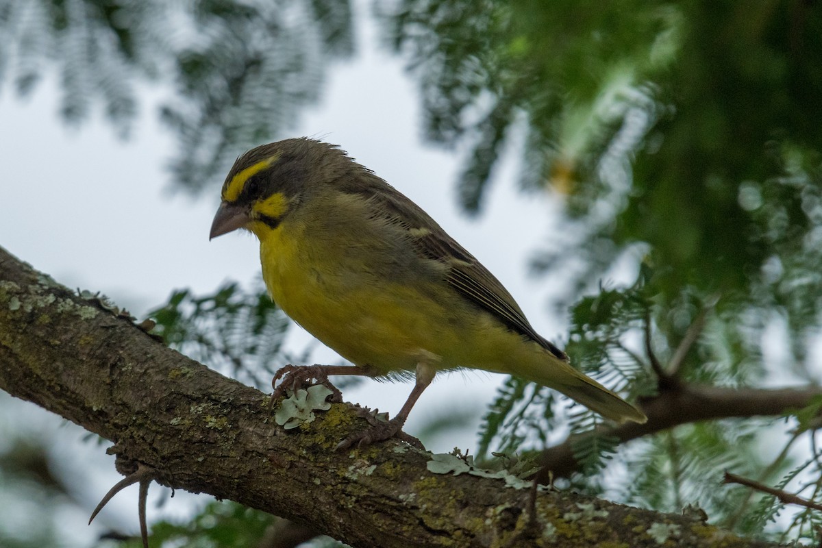 Yellow-fronted Canary - Raphaël Nussbaumer