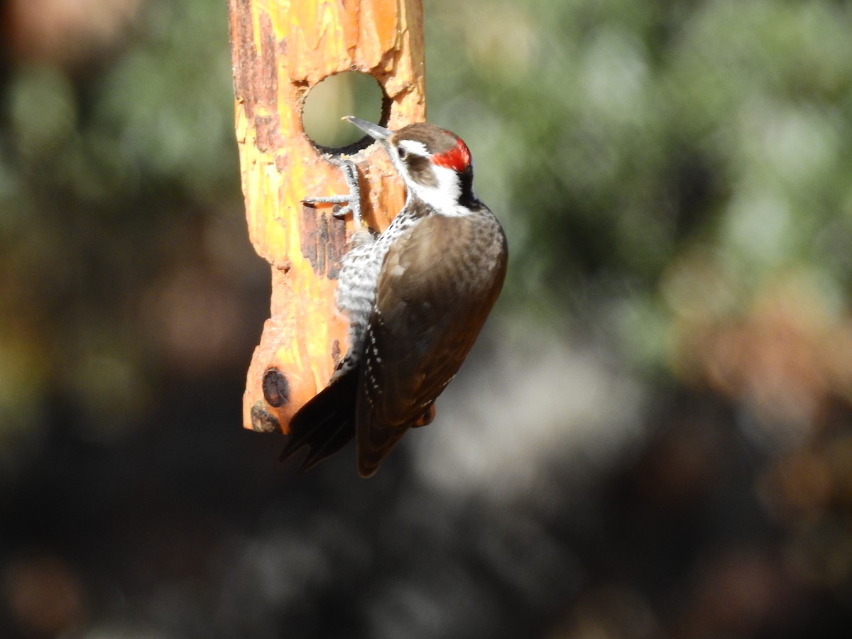 Arizona Woodpecker - Tim Burr