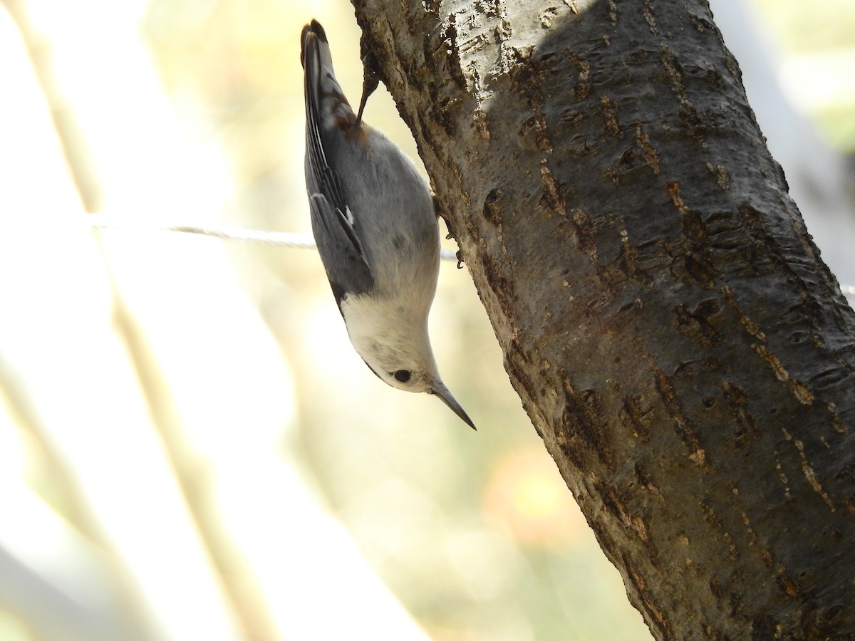 White-breasted Nuthatch - Tim Burr