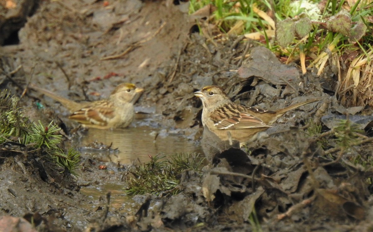 Golden-crowned Sparrow - David True