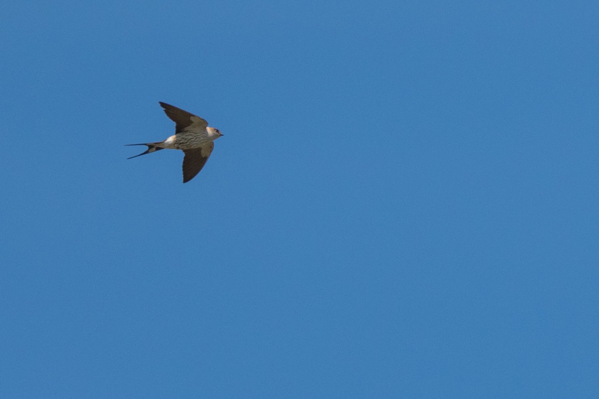 Greater Striped Swallow - ML135358961