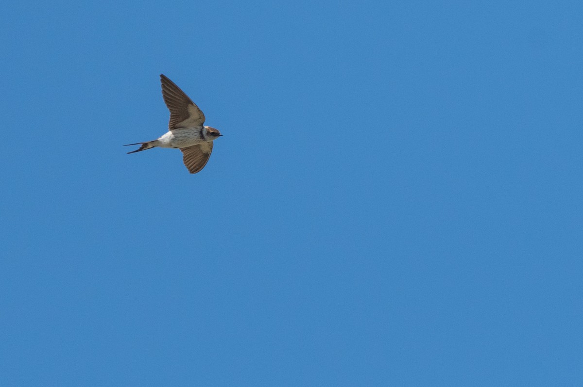 Greater Striped Swallow - ML135358981