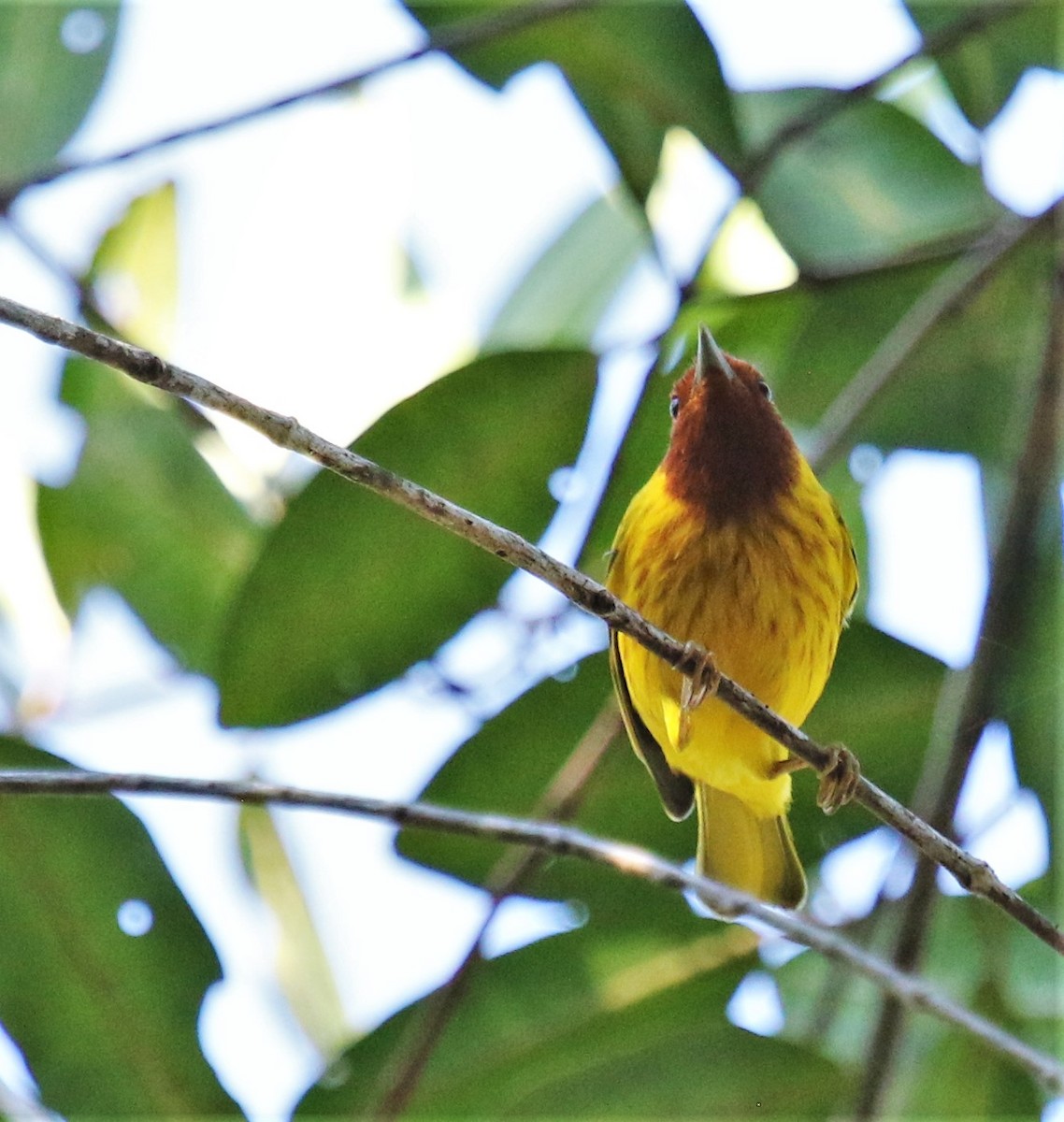Yellow Warbler (Mangrove) - Kevin Schwartz