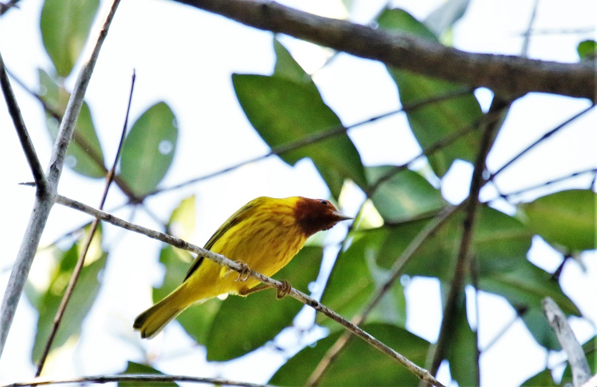 Yellow Warbler (Mangrove) - Kevin Schwartz