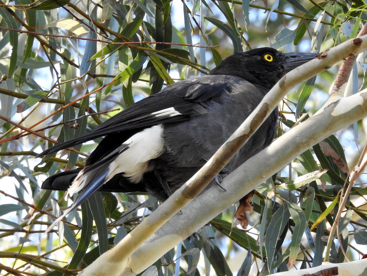 Pied Currawong - ML135363131