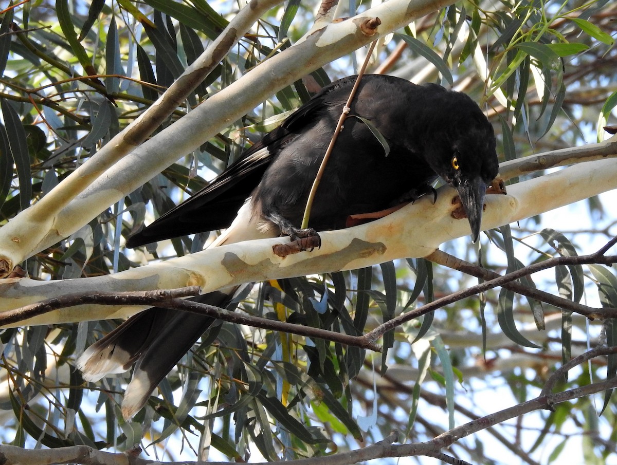 Pied Currawong - ML135363141